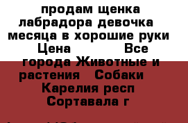 продам щенка лабрадора девочка 2 месяца в хорошие руки › Цена ­ 8 000 - Все города Животные и растения » Собаки   . Карелия респ.,Сортавала г.